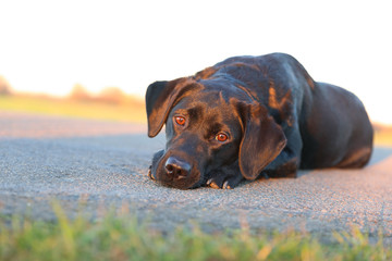 Labrador liegt im Sonnenschein