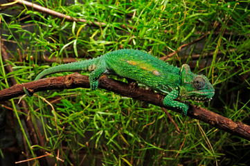 Natal Midlands dwarf chameleon / Südafrikanisches Zwergchamäleon (Bradypodion thamnobates) © bennytrapp