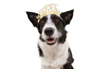 dog celebrating new year with a text sign diadem. Isolated on white background.