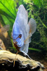 Diskusfische im Aquarium, Diskusfische kommen aus dem Amazonas.