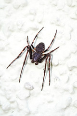 Makro, Portrait einer dunklen Spinne auf einer Wand
