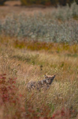 Coyote in Jasper national park in Canada