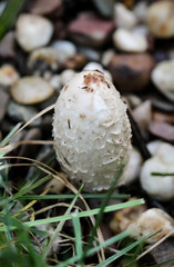 Im Herbst wachsen die verschiedensten Arten von Pilzen im Wald