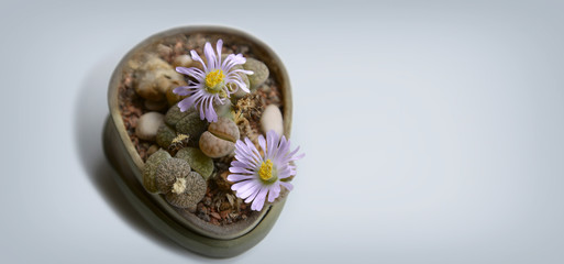 Living stone succulents flowering on a window ledge. Houseplants or indoor plants.