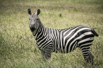 Zebra in the savannah of Kenya that looking the observer