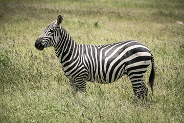 Zebra in the savannah, Kenya, Africa