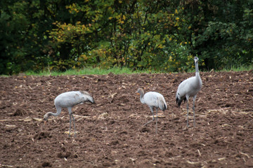 Graniche oder Reiher welche auf einem Feld nach Mäusen und anderer Nahrung suchen