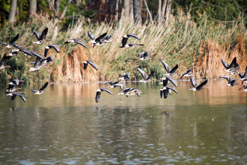 Viele Wild Gänse starten auf einem großen Teich.