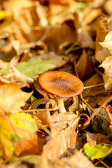 Im Herbst wachsen die verschiedensten Arten von Pilzen im Wald