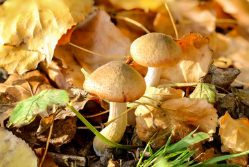Im Herbst wachsen die verschiedensten Arten von Pilzen im Wald