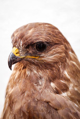 ein Portrait eines Falken oder Bussard