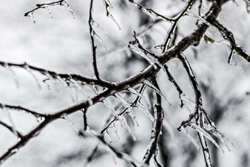 Fototapeta na wymiar Icy tree branches after freezing rain