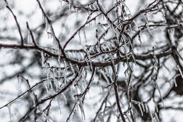 Icy tree branches after freezing rain