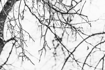 Icy tree branches after freezing rain