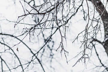 Icy tree branches after freezing rain