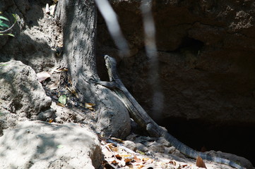 The Asian water monitor (Varanus salvator), also called common water monitor, is a large varanid lizard native to South and Southeast Asia. It is one of the most common monitor lizards in Asia.