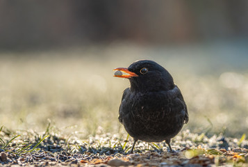 Amsel