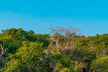 Obraz na płótnie Canvas Mangrove swamp landscape in Veracruz