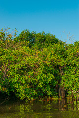 Mangrove swamp landscape in Veracruz