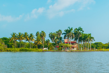 Mangrove swamp landscape in Veracruz