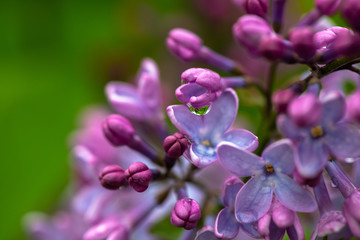 Lilac garden trees under the rain nature spring time botany 