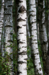 Tronc de bouleau. birch trunk