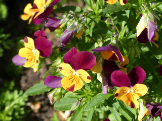 Colorful flowers in spring