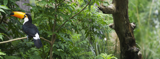 Un beau toucan debout dans une branche dans une forêt brésilienne