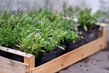 A box of fresh green plants in flowerpots from the gardener is waiting to be put into the earth in the garden in spring. Seen in March in Bavaria, Germany