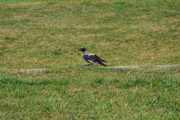 bird in the grass