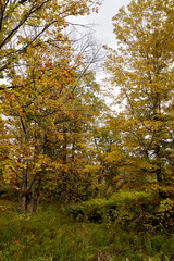 Fall foliage in a park near Burt Henry Covered Bridge on a cold in the New England town of Bennington, Vermont