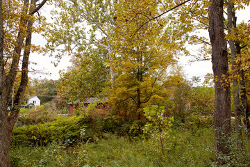 Fall foliage in a park near Burt Henry Covered Bridge on a cold in the New England town of Bennington, Vermont