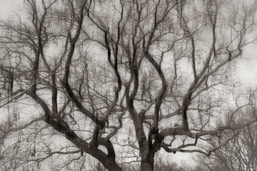 A tree top with motion blur, oak tree top with blur effect, black and white photography, bright vingnette