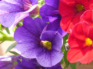 purple and red flowers in the garden