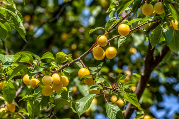 Fruits of plum tree on the tree.