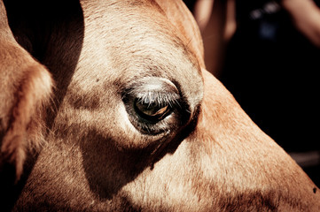 A close up in a cow's eye