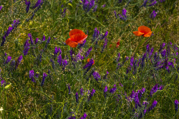 Meadow with wildflowers – red poppies and purple Vicia cracca or cow vetch flowers and green...