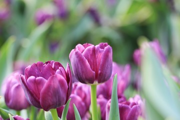 tulips in the garden