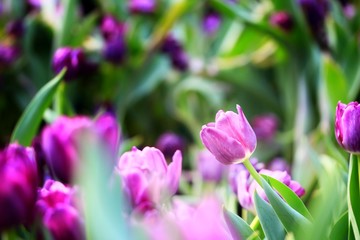 pink flowers in the garden