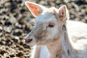 Animal portrait of fallow deer