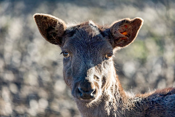 Animal portrait of fallow deer