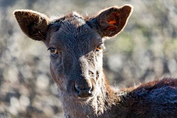 Animal portrait of fallow deer