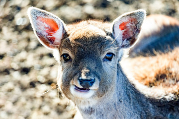 Animal portrait of fallow deer