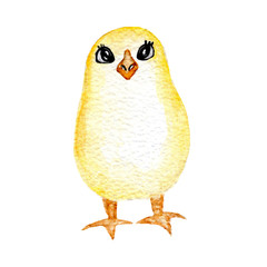 Cute little yellow chick. Hand drawn watercolor chicken isolated on white background. Clip art. Cartoon. Animal. Bird. Easter chicken. Children's illustration. Simple. Fluffy.  Small