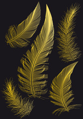 Gold feathers, vector drawings