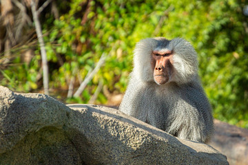 Obraz premium Hamadryas Baboon