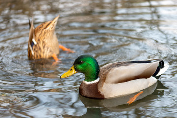 Mallard ducks on a lake