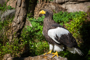 Eagle