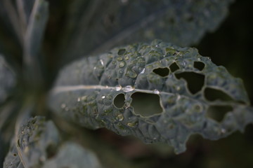 Green nature series