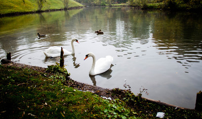 white swans swimming in a park pond